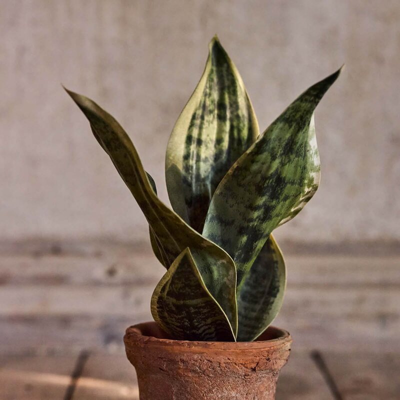 Mr Plant Sansiveria kunstig plante 35 cm