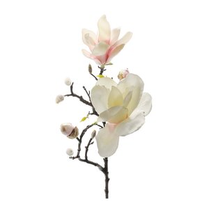 Mr Plant Magnolia 60 cm rosa