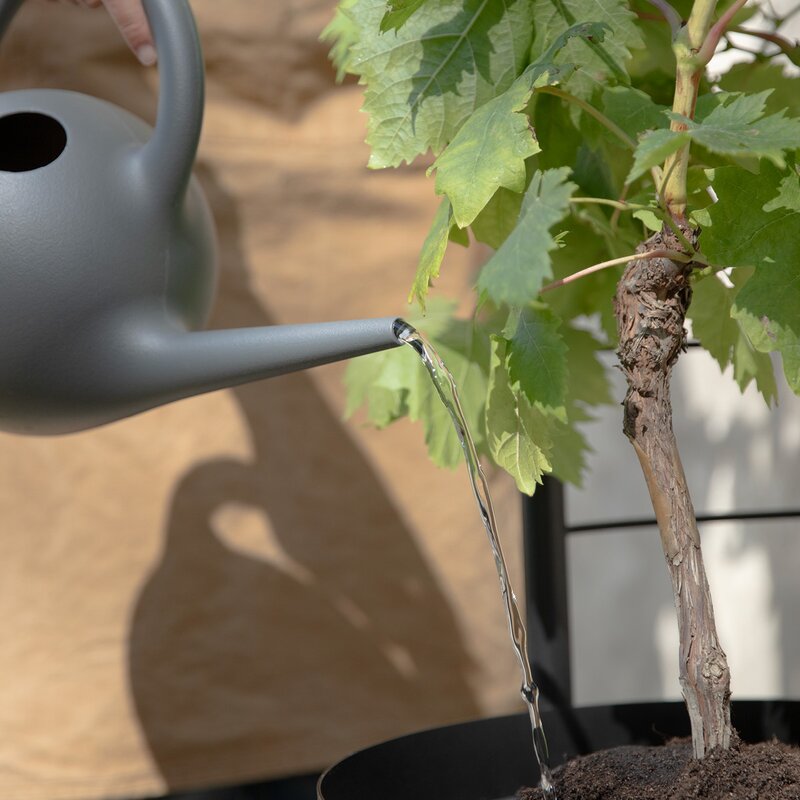 Eva Solo Simply Grow espalier til ytterpotte svart