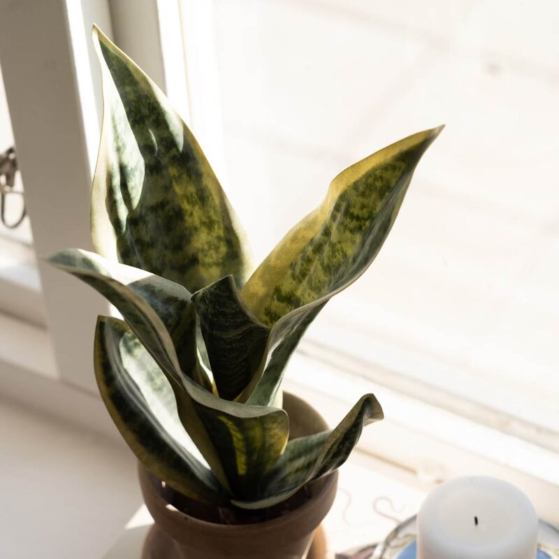 Mr Plant Sansiveria kunstig plante 35 cm