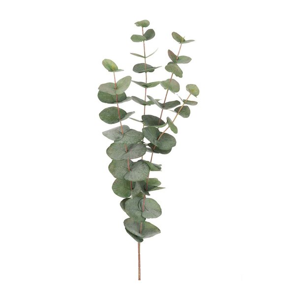 Mr Plant Eucalyptus 60 cm grønn