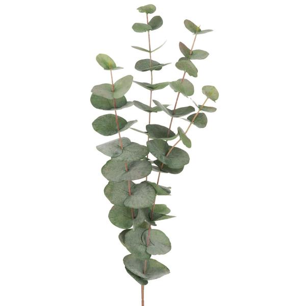 Mr Plant Silkeblomst eukalyptus 60 cm