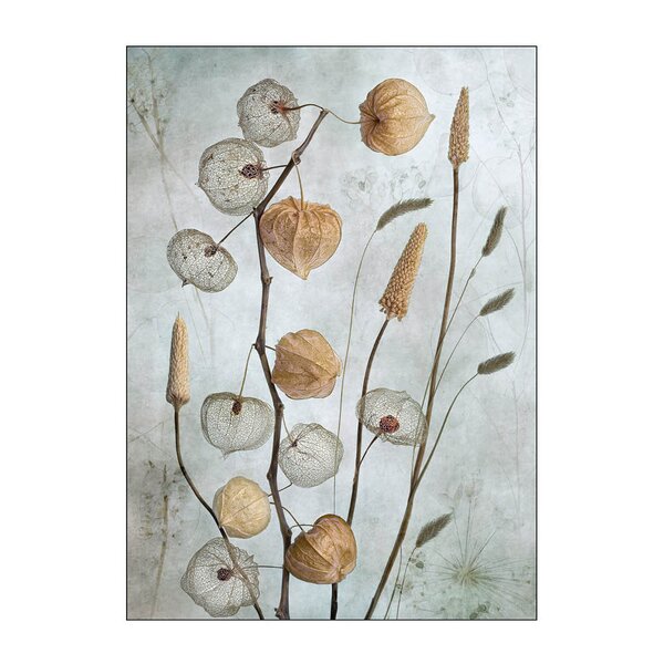 Poster & Frame Mandy Disher poster 50x70 cm lanterns