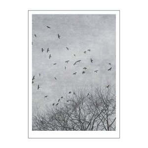 Poster & Frame Ingrey Studio poster 30x40 cm crows