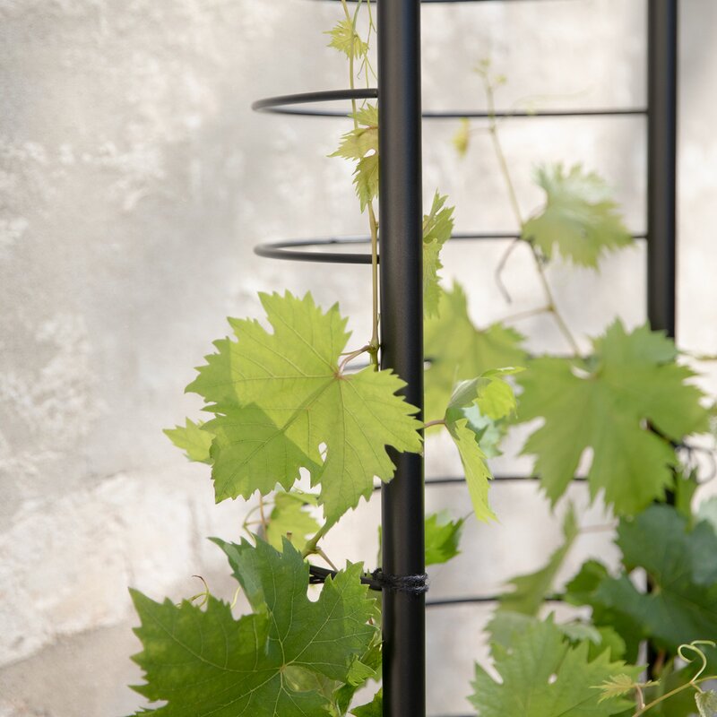 Eva Solo Simply Grow espalier til ytterpotte svart