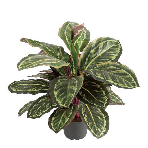 Mr Plant Maranta kunstig plante 60 cm