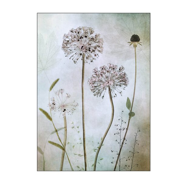 Poster & Frame Mandy Disher poster 50x70 cm allium