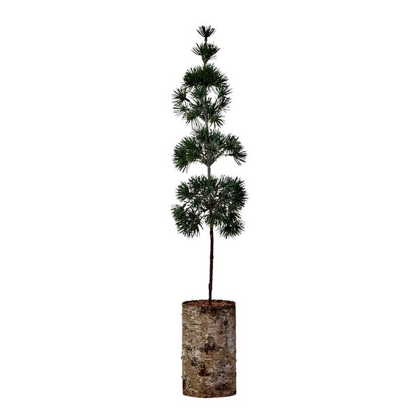 House Doctor Pine juletre 14 cm grønn